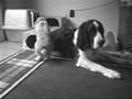 Cute Holland Lop Bunny Playing Fetch with Daddy !