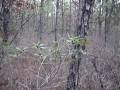 videos de Pine Barrens walk 12-02-08, part 2