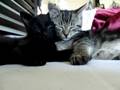 The New Kittens