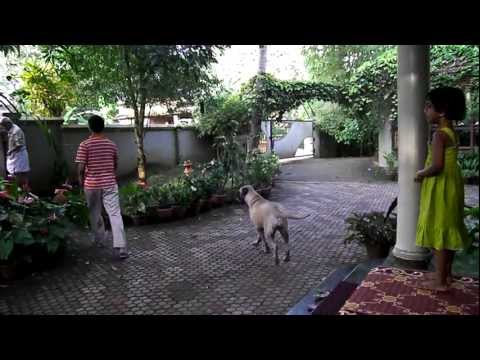 bullmastiff