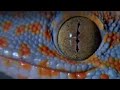 Sticky gecko feet - Space Age Reptiles - BBC animals
