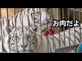 シロップ、ツキ、シグレいっしょのお肉タイムです【伊豆アニマルキングダム】Syrup Tsuki Shigure Izu Animal Kingdom