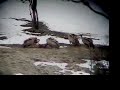 voltors al pirineu