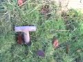 how to kill moles