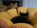 coconut hates monsieur morocco coconut hates monsieur morocco