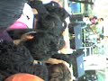 pee wee en el concierto exa 2009 en acapulco