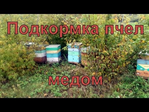 весенняя прикормка для пчел весенняя прикормка для пчел