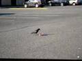 Crow-trying-to-open-