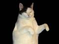 miao KK