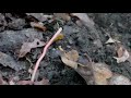 Regenwurm , Tauwurm finden mit dem wurmsuchgerät !
