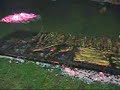 Queres un Asado???
