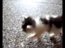 The twins kitten that I recently rescued