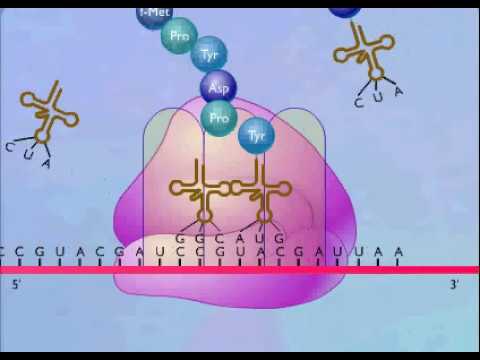 how to isolate rrna