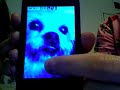 La La Dog