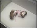 ball python \"spike\" vs stewart little ball python \"spike\" vs stewart little