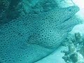 Giant Moray At Vietnam!!!!!