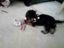12 week old Yorkshire Terrier Charlie