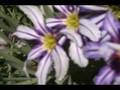 videos de Leucococryne vittata