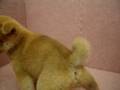 08/01 柴犬 shiba -母幼犬號-日新犬舍