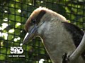 The Laughing Kookaburra The Laughing Kookaburra