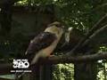 The Laughing Kookaburra