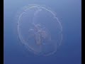 Jellyfish Galore!