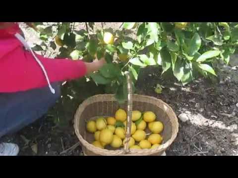 how to pick lemons from my tree