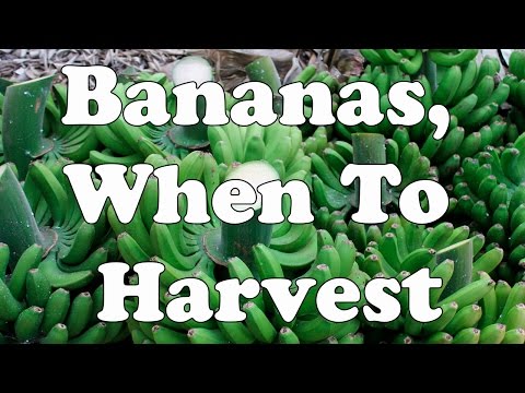 how to harvest bananas