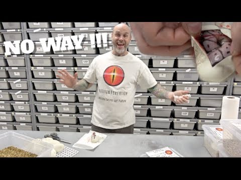 YouTube reptile video