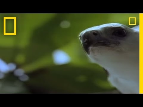 eagle