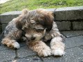 Bella-Lokhi 2006