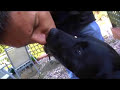 Snog A Dog Snog A Dog