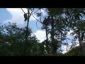 videos de Madagascar N°4.La réserve de Anja , de Raymond Grelet...