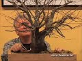 Walter Pall - Tree critique (Carpinus orientalis) Walter Pall - Tree critique (Carpinus orientalis)