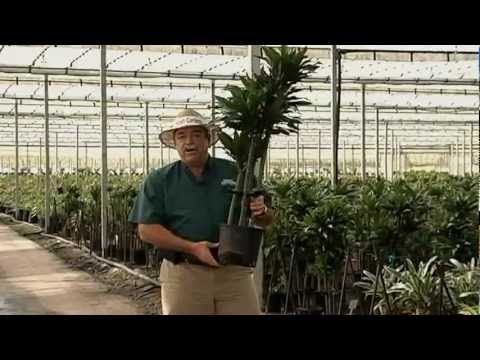 how to care dracaena