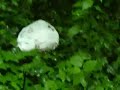 Il bosco silomesino...inquinato!