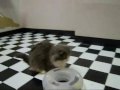 Adoptable Pets from Milwaukee Animal Rescue Center (Milwaukee, WI)---Jamie.