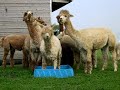 Alpacas having fun in the paddling pool
