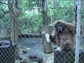 белорукий гиббон