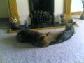 Yorkshire Terriers