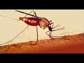 Malaria PSA Malaria PSA