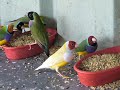 Dinner Time for my Gouldian Finches