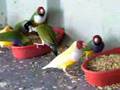 Dinner Time for my Gouldian Finches