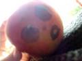 mr.apple