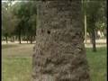 Alberi a rischio in Villa Comunale