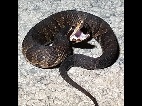 YouTube reptile video
