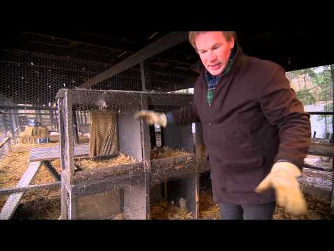 how to care for aylesbury ducklings