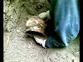 Digging an english slipware chamberpot part two Digging an english slipware chamberpot part two