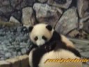 Panda Twin