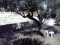 videos de 23 - Gethsemane Garden - 29/11/2008